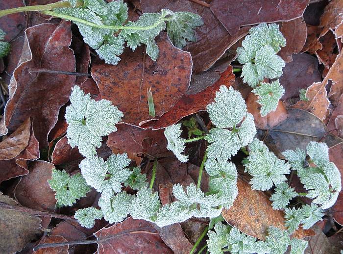 frosty leave byrne creek 