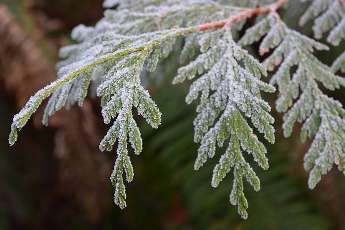 Frosty nature