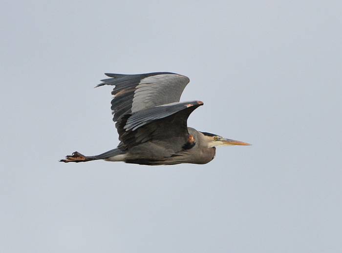 great blue heron flight