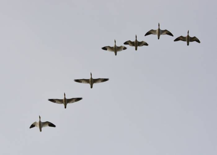 snow geese flight