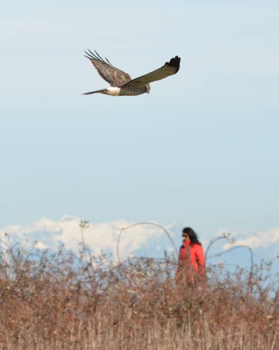 harrier centennial beach tsawwassen