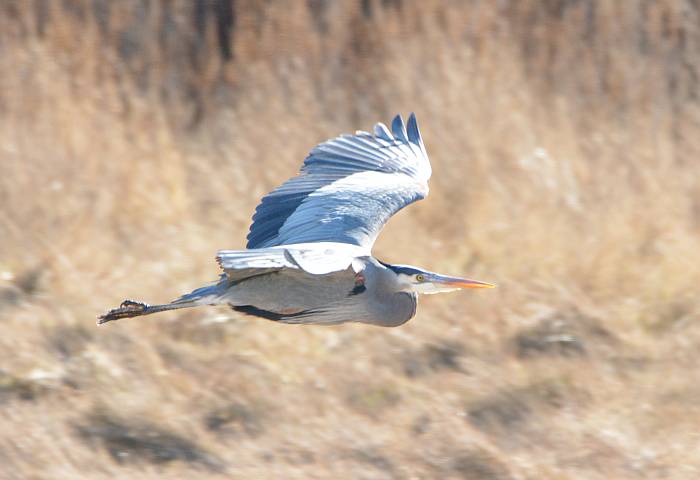 heron centennial beach tsawwassen