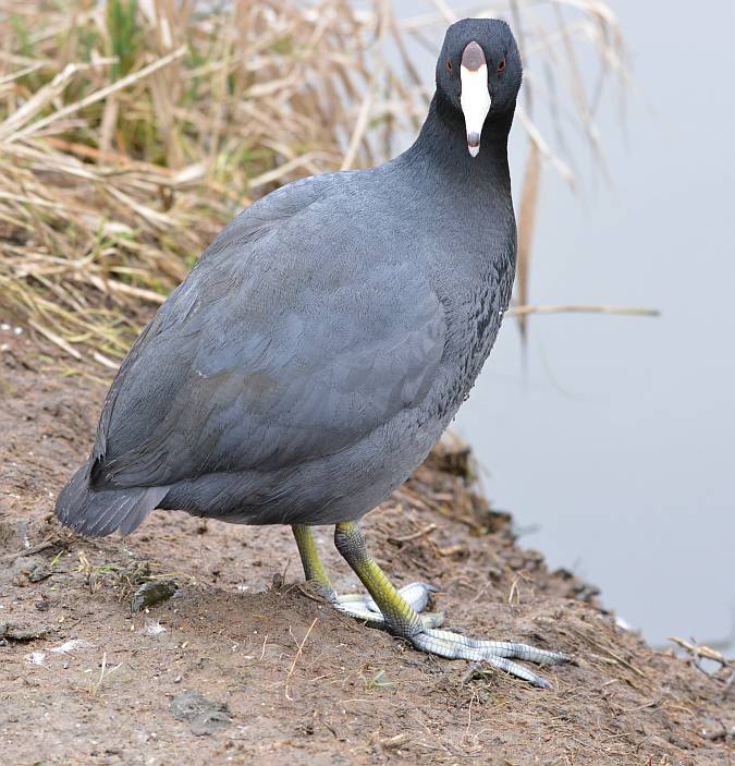 american coot