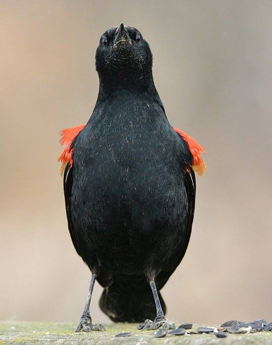 red-winged blackbird