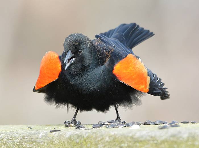 red-winged blackbird