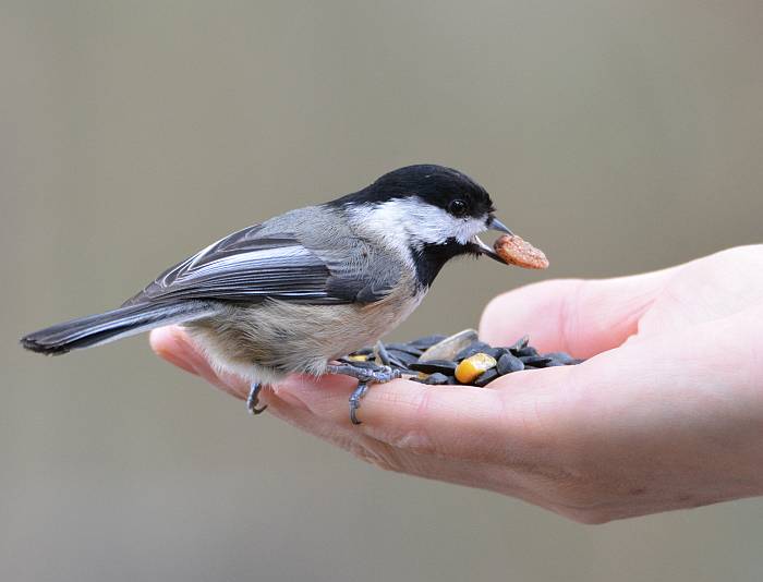 chickadee