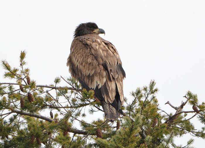 bald eagle