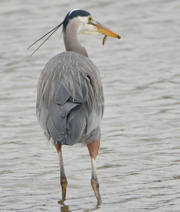 great blue heron