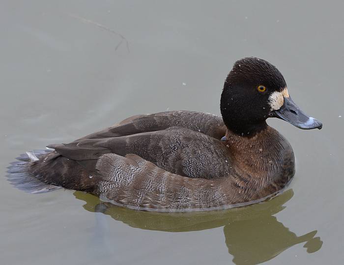 lesser scaup