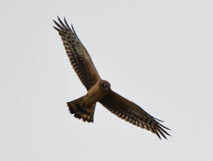 northern harrier