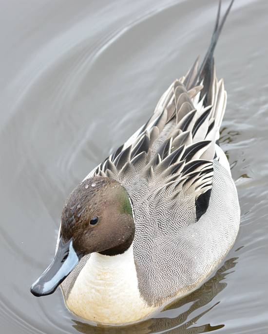 northern pintail