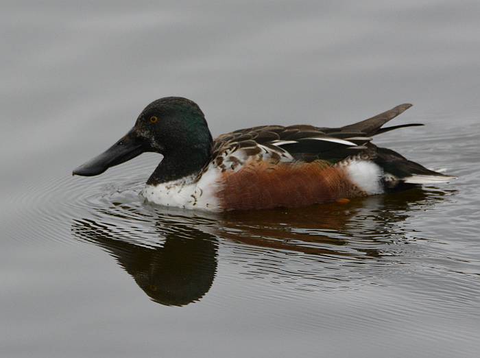 northern shoveler