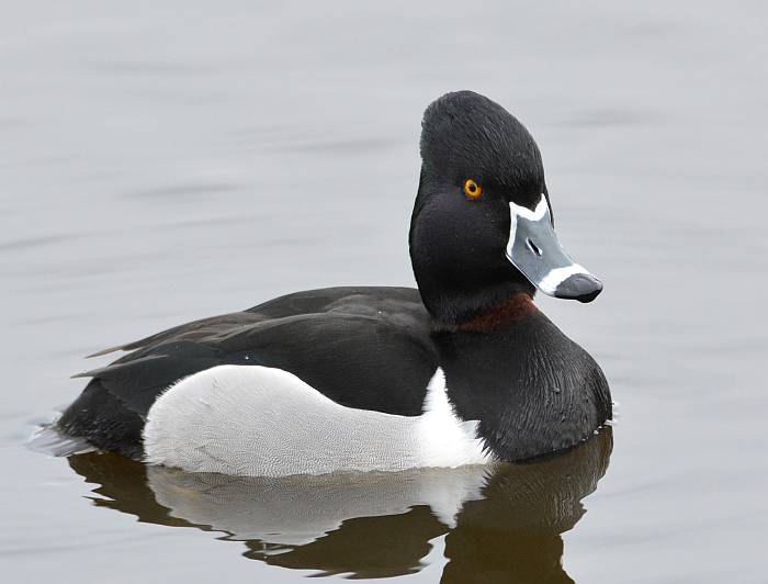 ring-necked duck