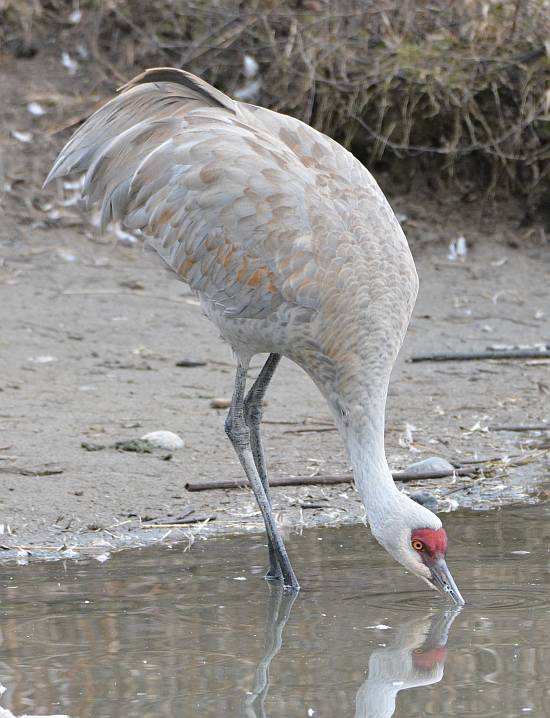 sandhill crane