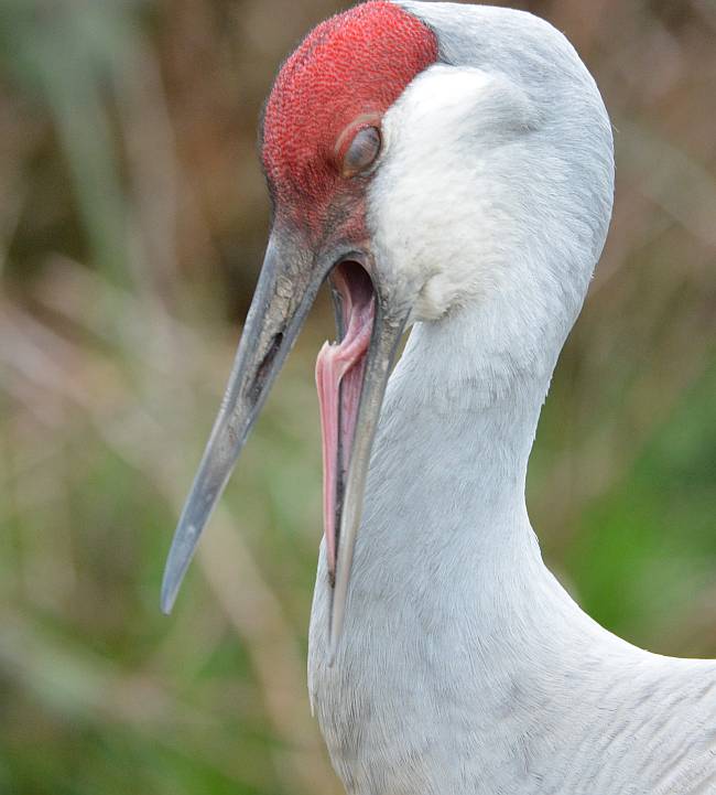 sandhill crane