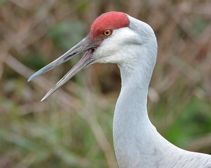 sandhill crane