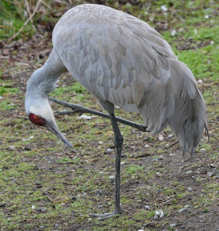 sandhill crane