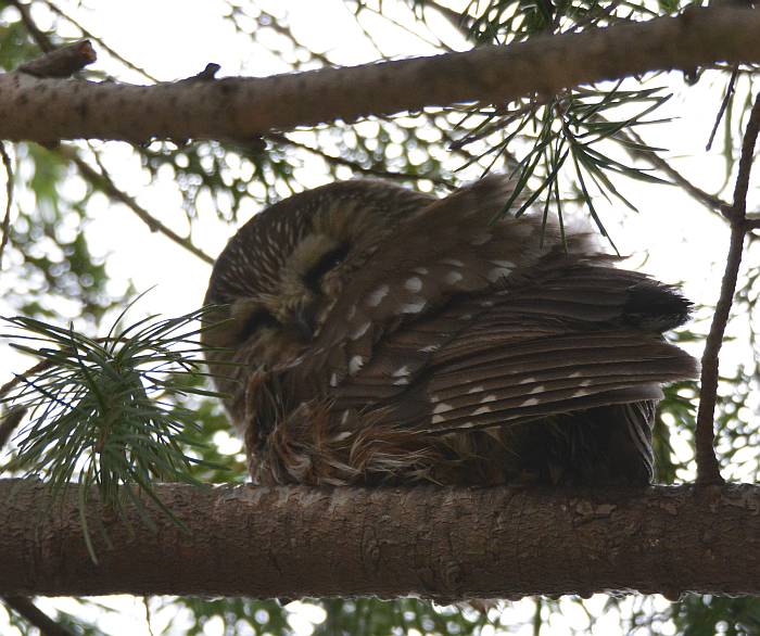 saw-whet owl