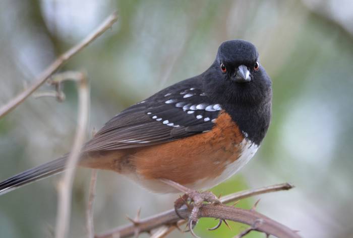 spotted towhee