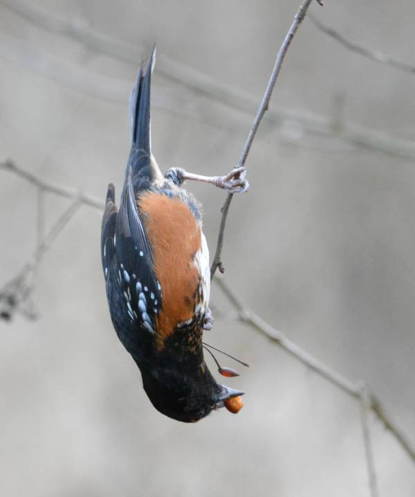 spotted towhee