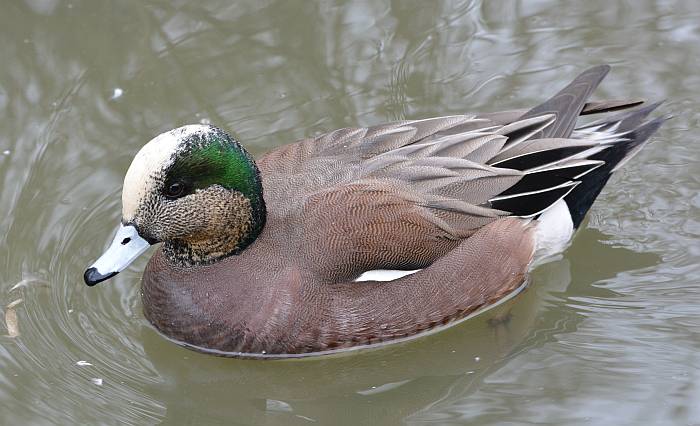 wigeon