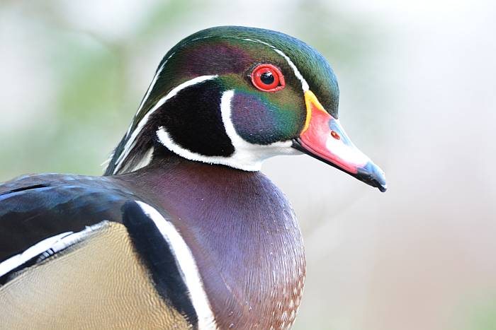 wood duck