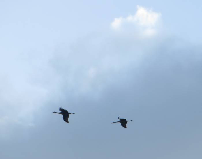 sandhill cranes in flight