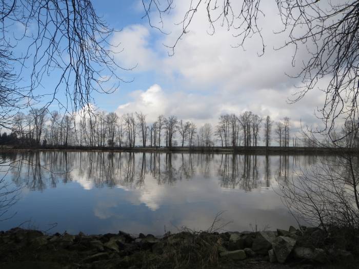 Fraser River reflections