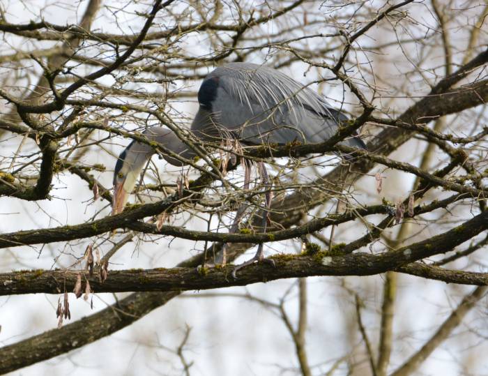 great blue heron selecting branch