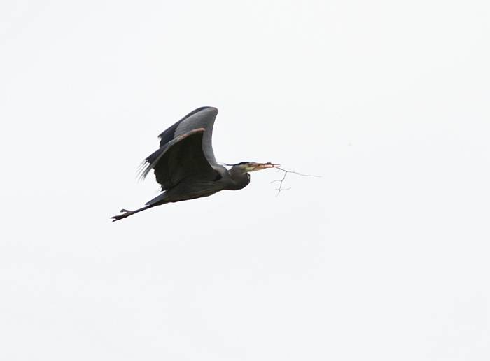 great blue heron carrying nest material