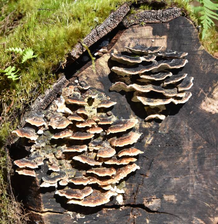 Minnekhada Regional Park fungi