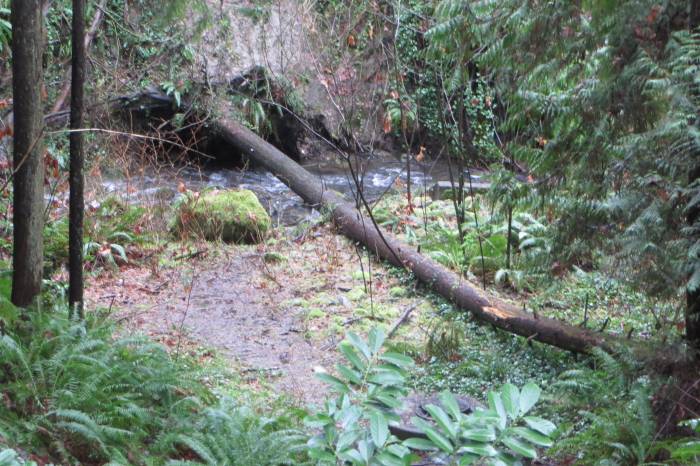 fallen tree