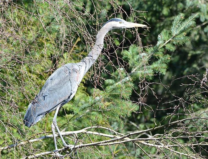 heron byrne creek burnaby