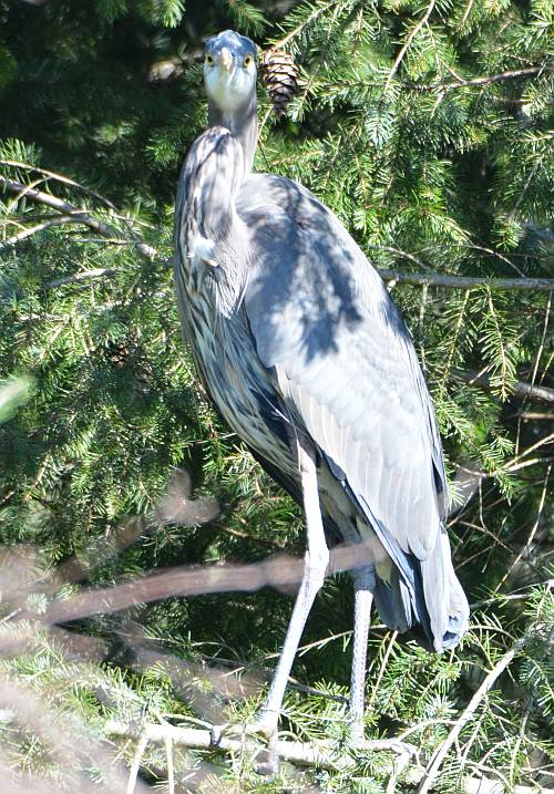 heron byrne creek burnaby