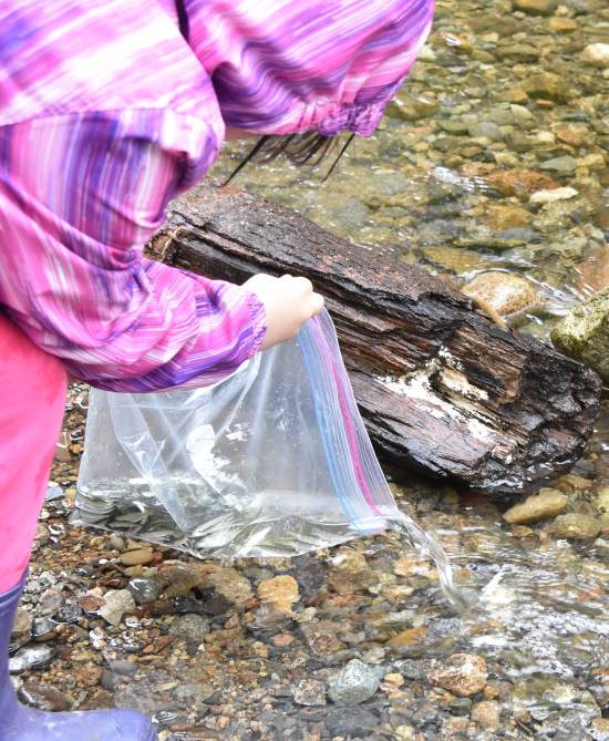 byrne creek chum fry release