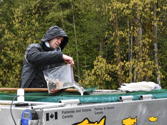 byrne creek chum fry release