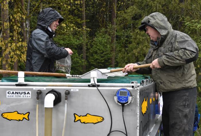 byrne creek chum fry release