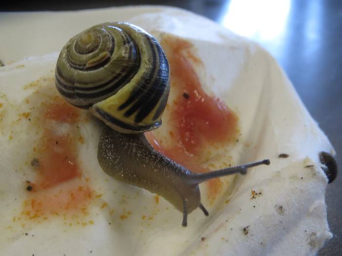 byrne creek snail