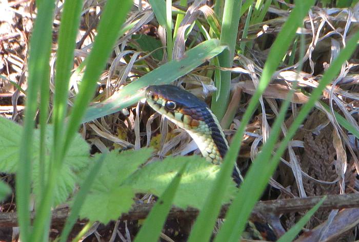 garter snake burnaby