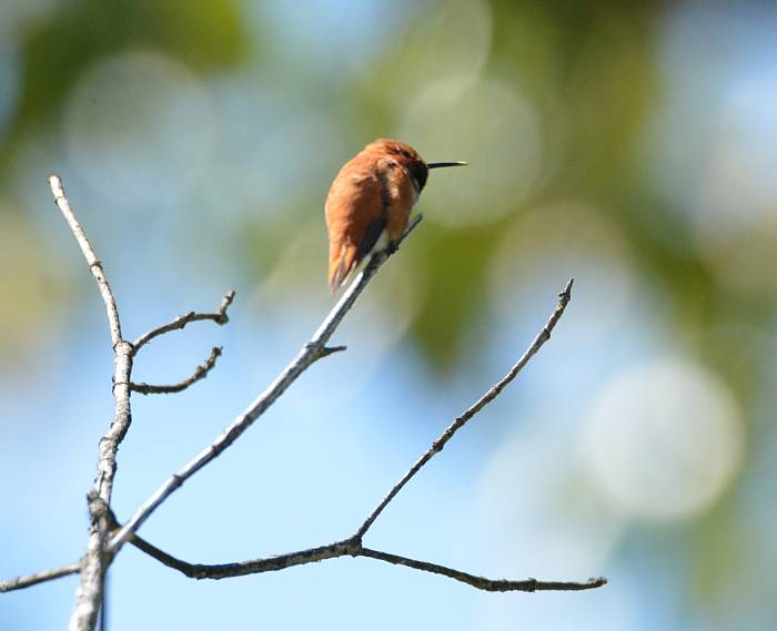 Rufous Humingbird