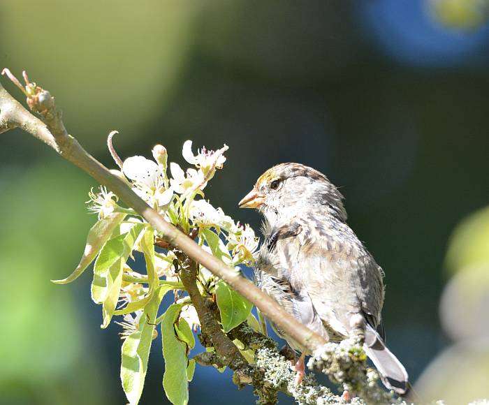 Stewart Heritage Farm sparrow