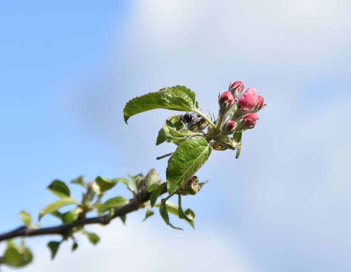Stewart Heritage Farm apple blossoms