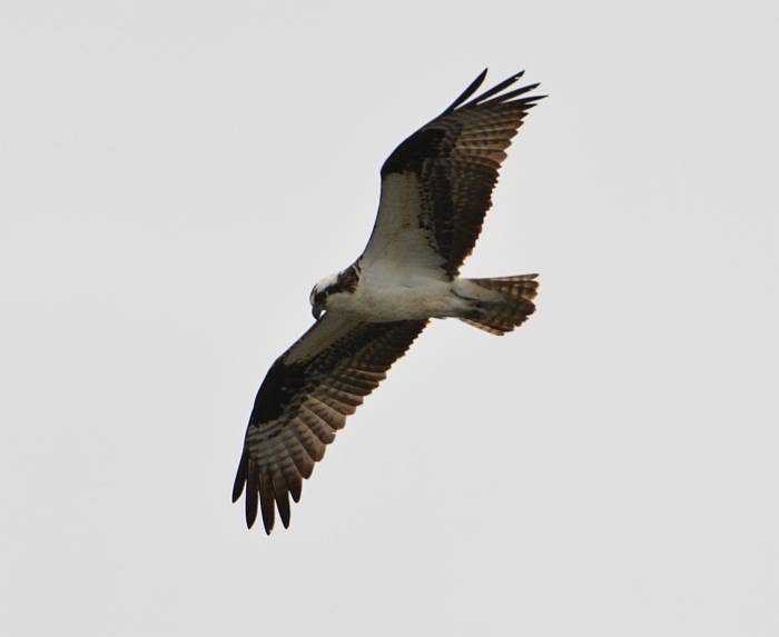 osprey iona beach