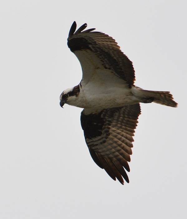 osprey iona beach