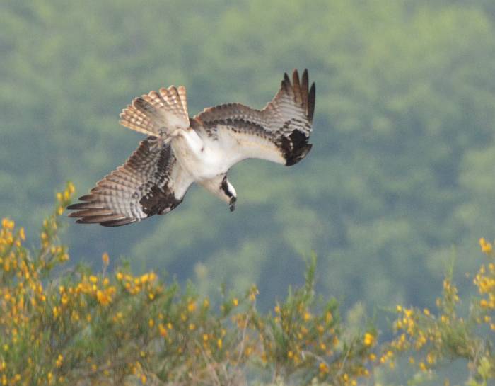 osprey iona beach