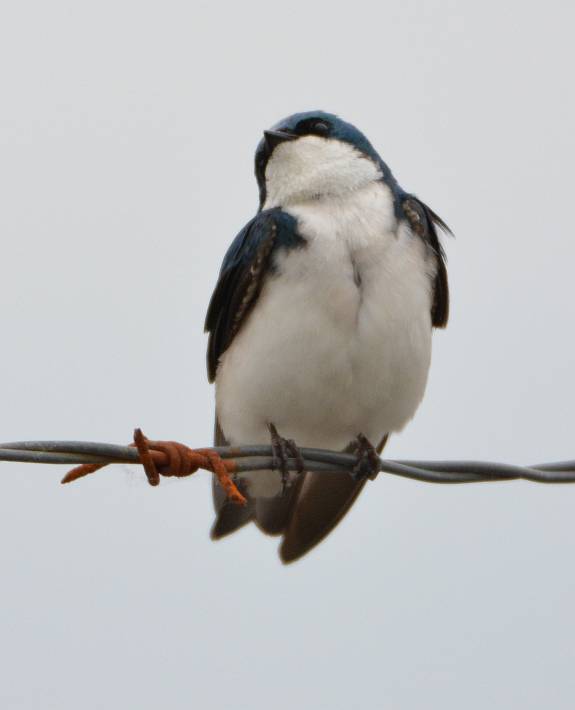 tree swallow iona beach