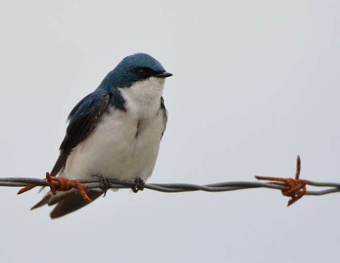 tree swallow iona beach