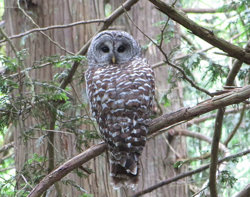 barred owl