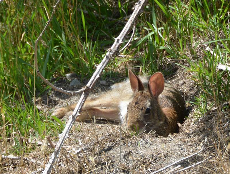 bunny