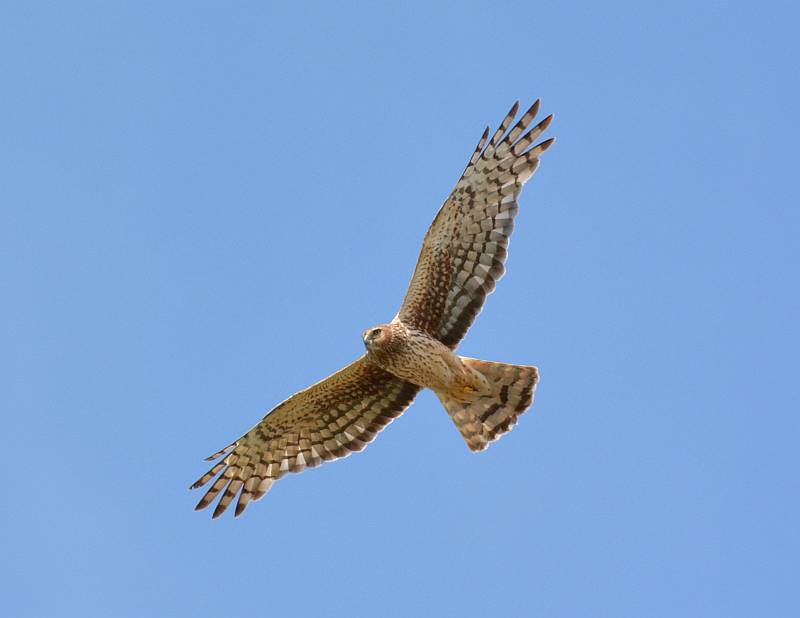 Northern Harrier